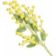 50 RAMETTI MIMOSA SFUSO LUX 25 cm