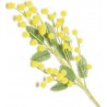 50 RAMETTI MIMOSA SFUSO LUX 25 cm